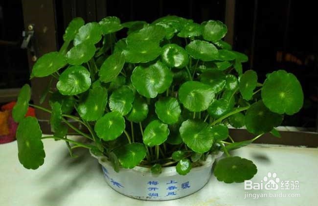不会养花的宝宝们，试试养这几种，养不活算我输