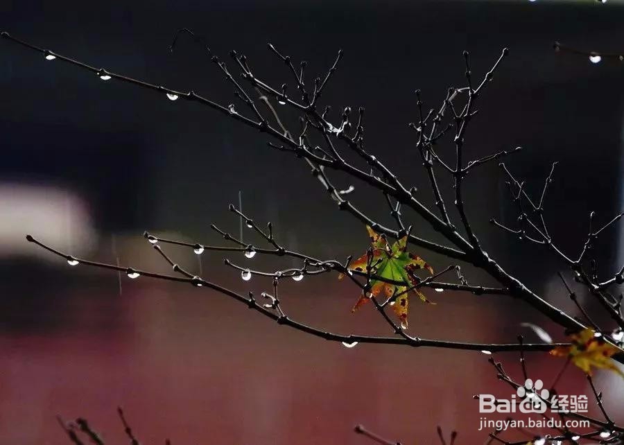 七个摄影小技巧,让你在雨天也能拍出好照片