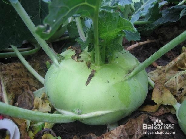 我的养生经验杂谈：[4]各类蔬菜的营养价值