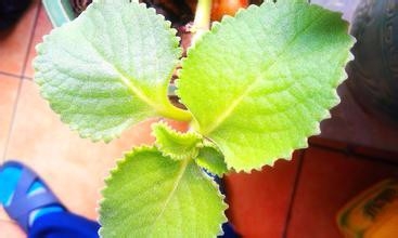 咳嗽吃什么好的快