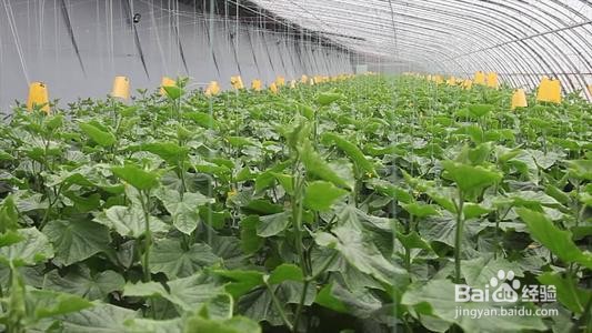 黄瓜白粉病的原因及防治方法