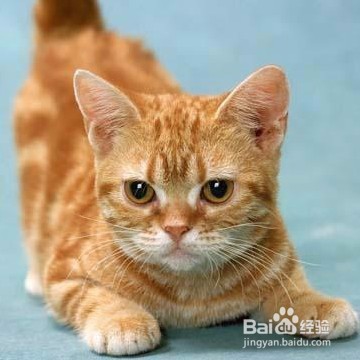 猫叫春，如何用按摩来帮它缓解