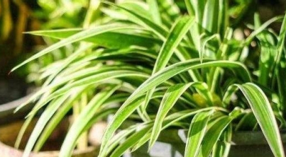新房装修完的甲醛怎么办
