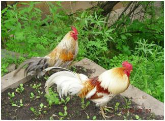 怎样选择林芝的美食
