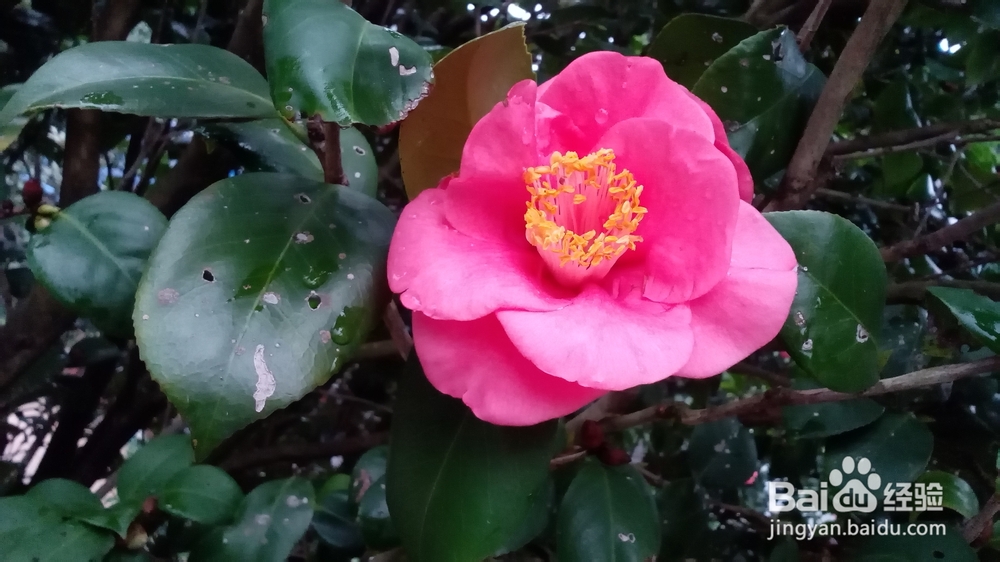 肇庆鼎湖山游记