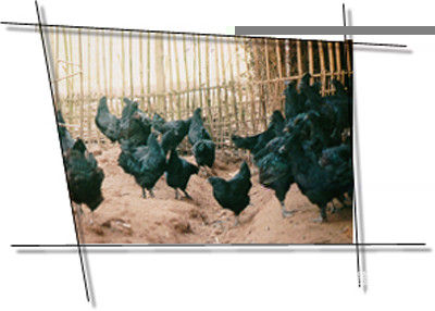 春节旅游去四川乐山特产推荐