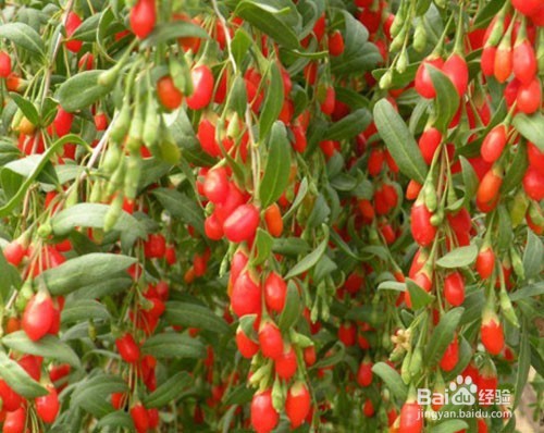 枸杞的保存方法