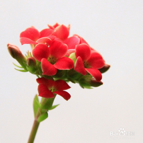 长寿花不开花怎么办？