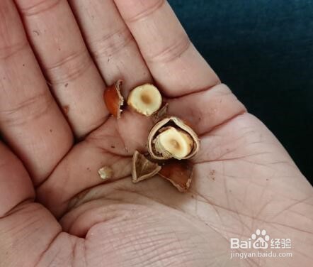 如何夹榛子/如何使用坚果夹子/榛子去壳