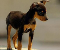 小鹿犬怎么养得好