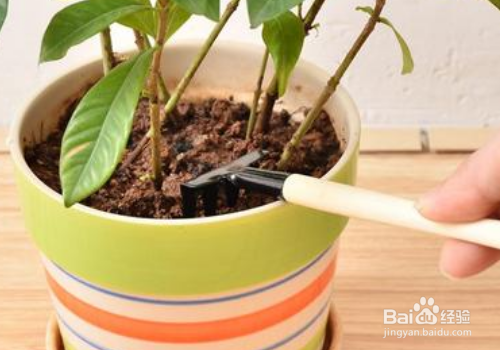 戒掉不良习惯,养花该如何规避风险?