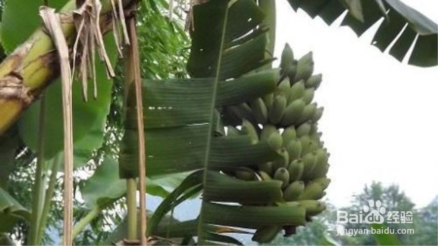 芭蕉树怎么养