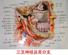 怎样区分三叉神经痛和牙痛