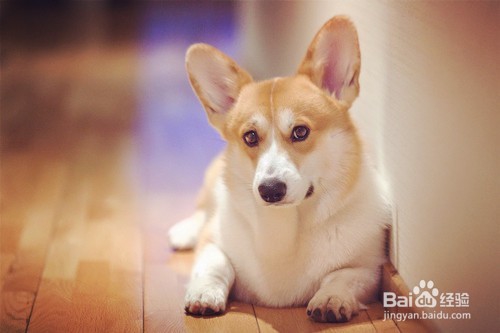 怎样养好宠物狗
