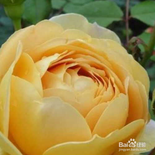 艾伦的注意事项?