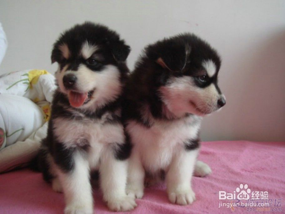 阿拉斯加犬好养吗