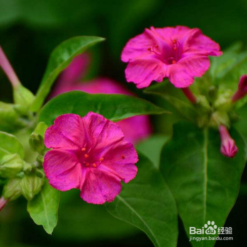 紫茉莉黄叶怎么办?