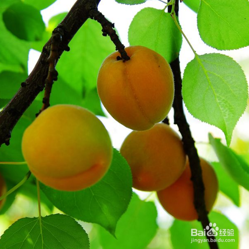 杏梅的培育方法和注意事项