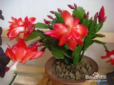 蟹爪兰叶子发红怎么办