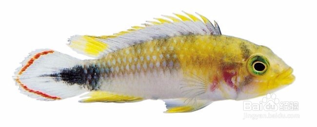 观赏鱼体质对疾病的抵抗力如何