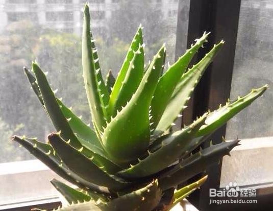 芦荟叶子发黄该怎么办？