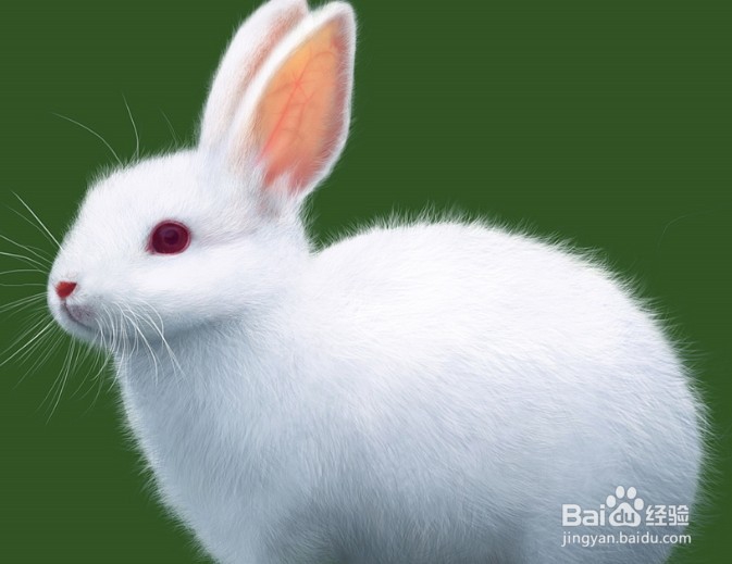 兔子怎么养殖