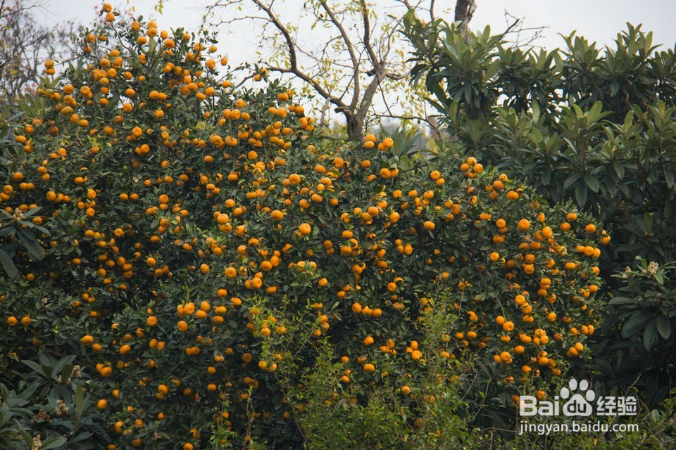国庆过后，到长沙乡村怎样找农村人的乐子！！！