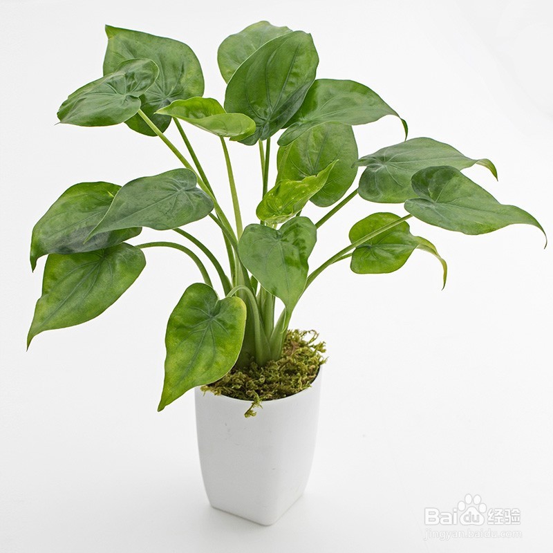 这6种植物能除甲醛，你知道吗？