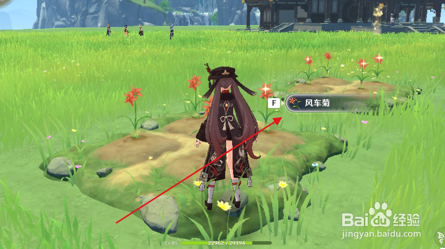 原神如何采集种植在尘歌壶的风车菊?