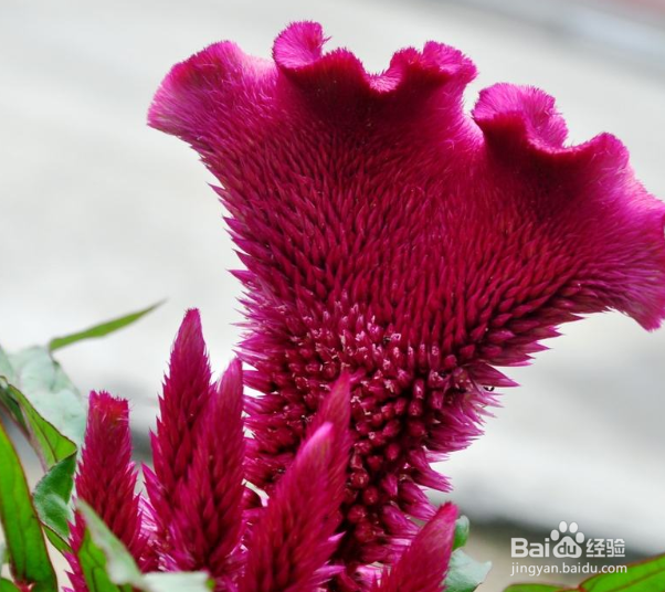 鸡冠花的养护方法?