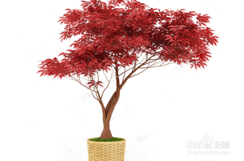 红枫的养殖方法和注意事项