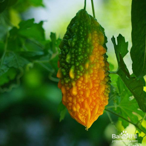 赖葡萄的培育方法和注意事项