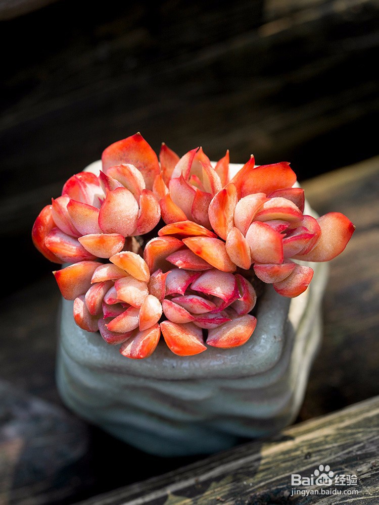 夏天多肉能淋雨吗