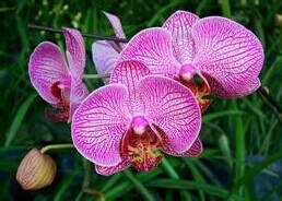 华东各省的省花的作用与价值