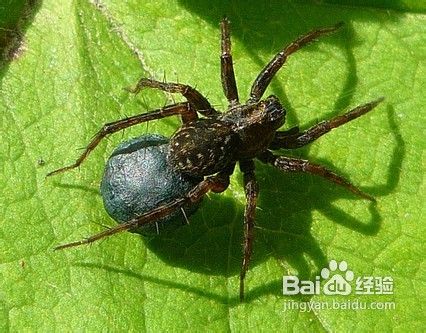 狗狗呕吐的常见原因及对策