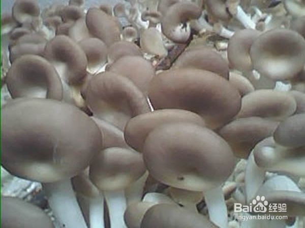 “味精菇”秀珍菇