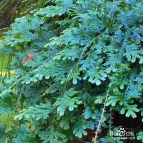 翠云草叶片干黄是怎么了？