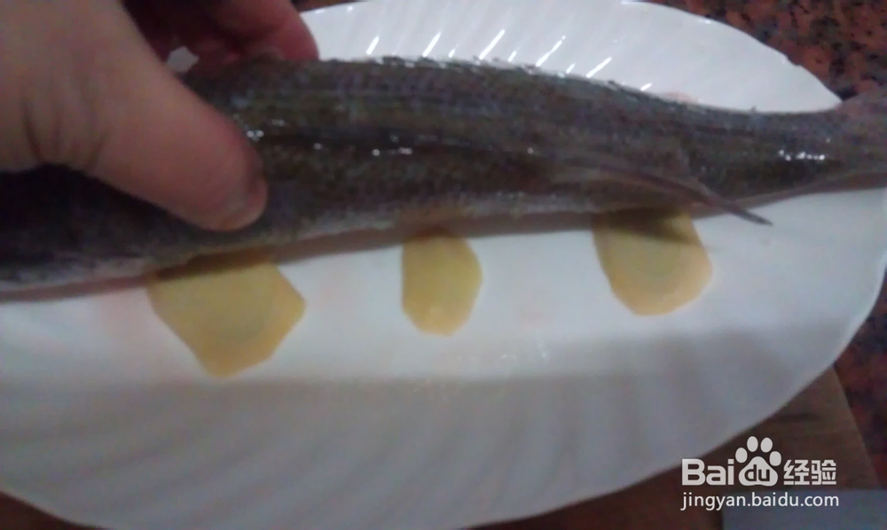 蒸功夫--油榄角蒸鲈鱼