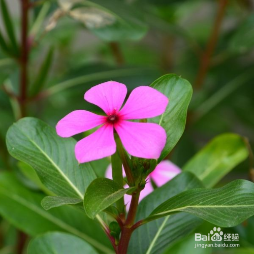 长春花黄叶子怎么回事