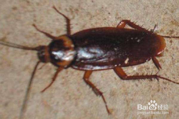 家庭如何除蟑螂效果最好