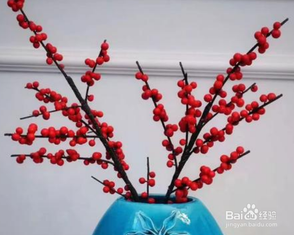 北美冬青插花瓶怎么养