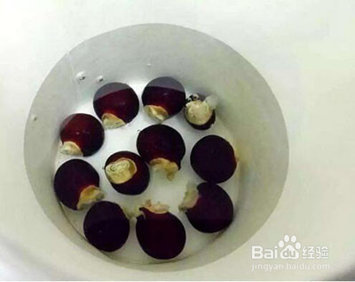 桂圆核怎么种植方法
