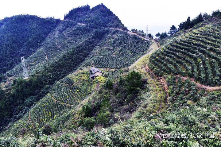 为什么冬眠的动物可以不吃不喝