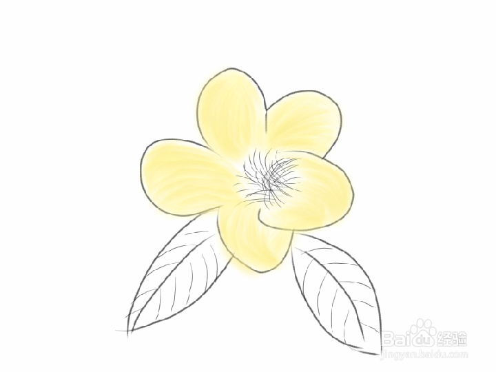 金花茶如何手绘