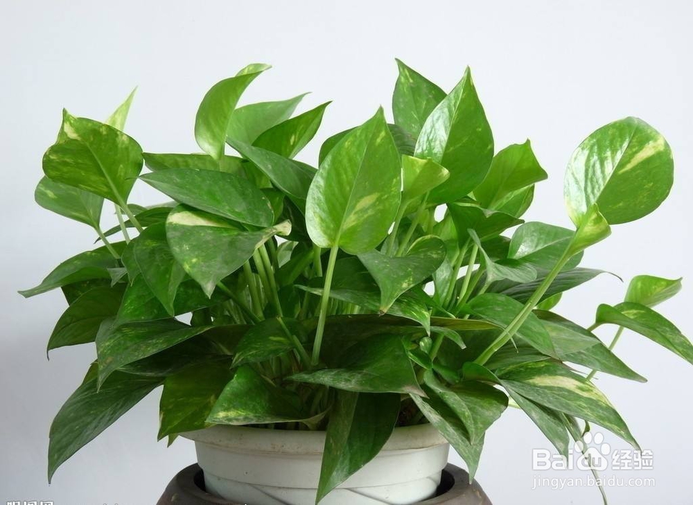 新房除甲醛这几个窍门你都知道吗？