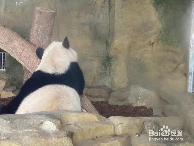 熊猫基地旅游攻略