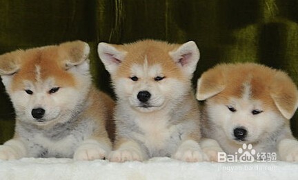 秋田犬和柴犬怎么区分