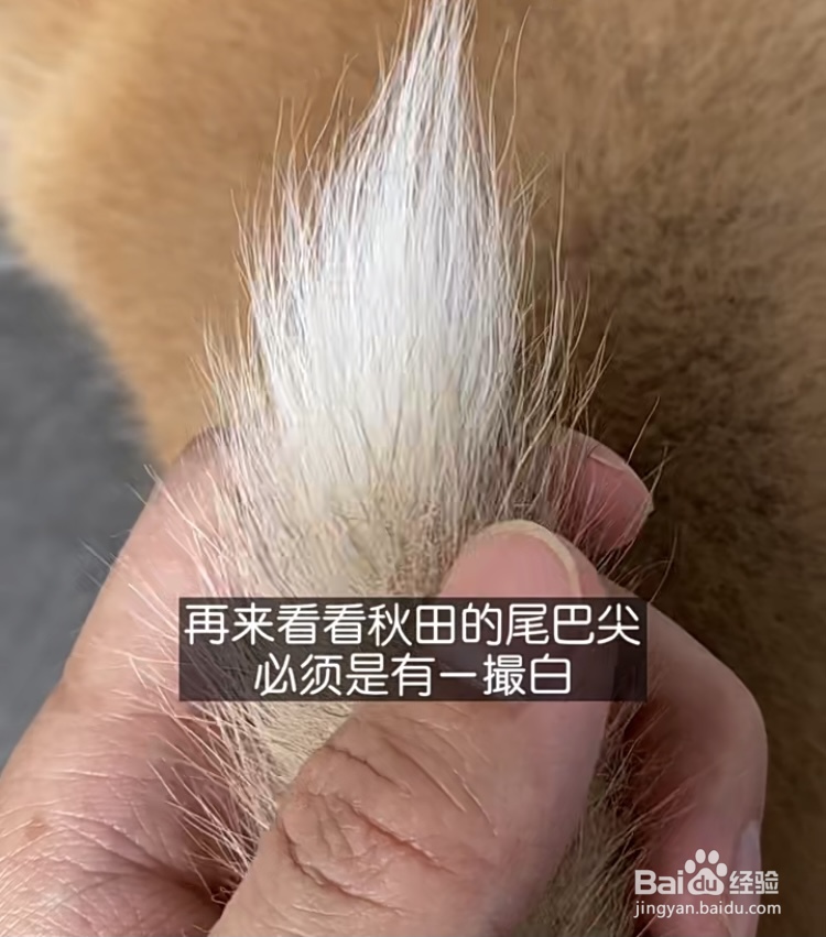 如何区分中华田园犬、土狗和柴犬