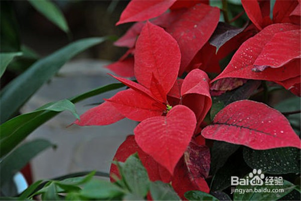 蟹爪兰的养殖和注意事项有什么？