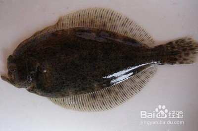 钓牙片鱼的技巧